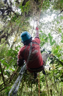 Hugo Ninatay Rivera uses non-destructive tree climbing techniques to collect branches from the rainforest canopy in Peru. (Photo credit: Jimmy Chambi Paucar)
